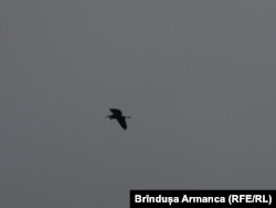 Sturzul negru este o pasăre rară, ca și barza neagră care găsesc condiții potrivite pe Cheile Nerei