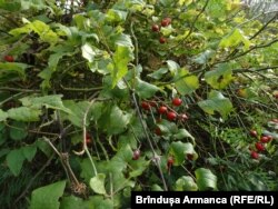 Măceșul face parte din vegetația autohtonă din Cheile Nerei