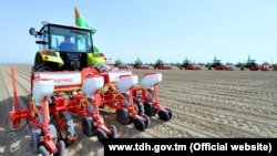 Tomus günlerinde Lebapda gowaça ekişi dowam edýär. Illýustrasiýa suraty