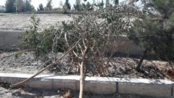 Türkmenistanda millionlarça nahal ekilýär, emma agaçlar azalýar