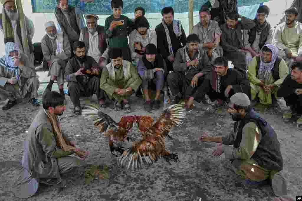 د کلنګي چرګانو مالکان د جنګ دا خونړۍ صحنې له نږدې څاري 