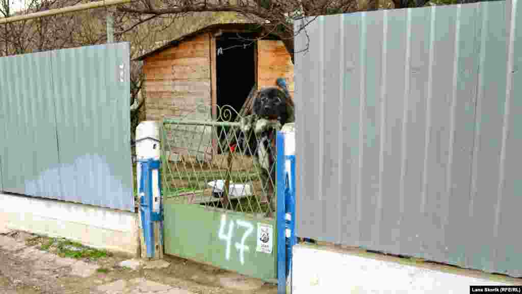 Этот крупный &laquo;охранник&raquo; не такой злой, как написано на табличке