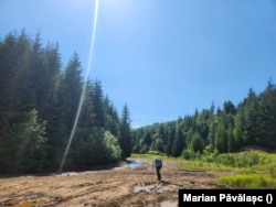 Arborii de fag au fost tăiați dintr-o poieniță din vârf de munte la care nu se ajunge decât cu autovehicule speciale. Pe jos, drumul durează 4,5 ore din Vieșu de Sus până în zona de unde s-au tăiat arborii.