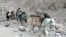 Donkeys Bring Solar Power To Remote Kyrgyz Village