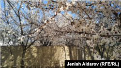 Баткенская область КР. 2023 г.