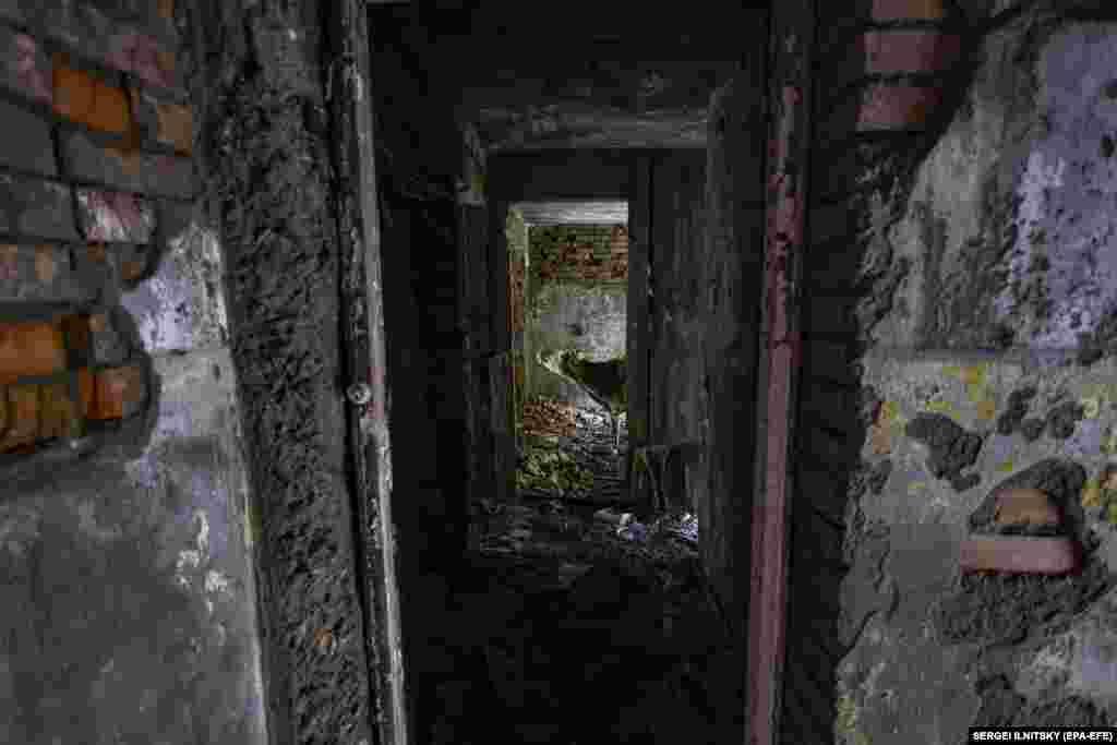 ძროხა დგას მიტოვებულ შენობაში.