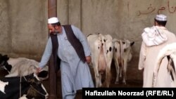 بازار فروش مواشی نیز نسبت به سال های قبل بسیار سرد است و مردم توان توان خرید ندارند