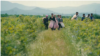 Video cover-Bulgaria's rose industry is withering due to a lack of pickers