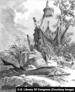 Vânătoare de sturioni.