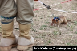 A harnessed rat in Azerbaijan in June.