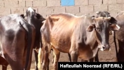 خشکسالی امسال باعث گردیده است که مالداران نتوانند حیوانات خود را به درستی تغذیه و نگهداری کنند