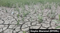 Україна втретє представляє свій павільйон на Конференції ООН зі зміни клімату (СОР29)