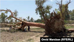 شدت توفان در ننگرهار به حدی بود که آسیب های فراوانی به ساحات سبز به ویژه درخت های مثمر و غیر مثمر وارد کرده است.
