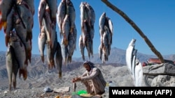 یک ماهی فروش در انتظار مشتریانش