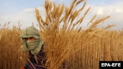 یک دهقان افغان