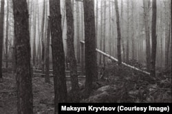 Ліс навколо військової позиції в одній з областей України