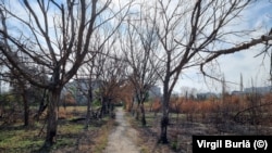 Mare lucru nu a rămas în urma incediilor din copacii de pe 12 hectare din Parcul IOR.