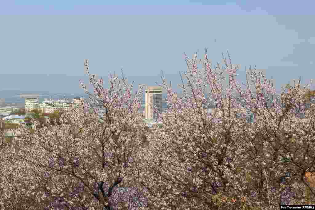 Гүлдеп тұрған ағаштың жанынан түсірілген суретте басына "тәж" таққан "Қазақстан" қонақүйі алыстан көрінеді.