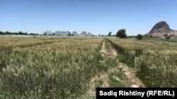 کندهار کې د غنمو کښت