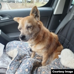 Multe dintre animalele evacuate de Daria sunt într-o stare foarte rea.