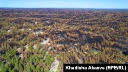 Семей токою. 