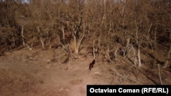 Cal sălbatic intră în pădurea Letea, Delta Dunării.