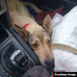 Multe dintre animale sunt prea speriate pentru a mai fi agresive.