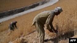 تصویر آرشیف: دهقانان هنگام کار 