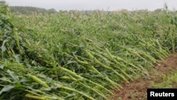 Kukuruzište nakon olujnog nevremena (ilustrativna fotografija)