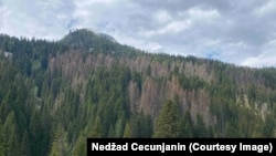 Osušena stabla koja bi trebalo posjeći i iznijeti iz šume, juni 2024