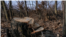 Moldova-Illegal cutting, wood, forest strips-February 2023
