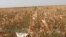 A field of withered maize plants near Buryl village, Baizak district, Zhambyl Province, during the severe drought on August 28.