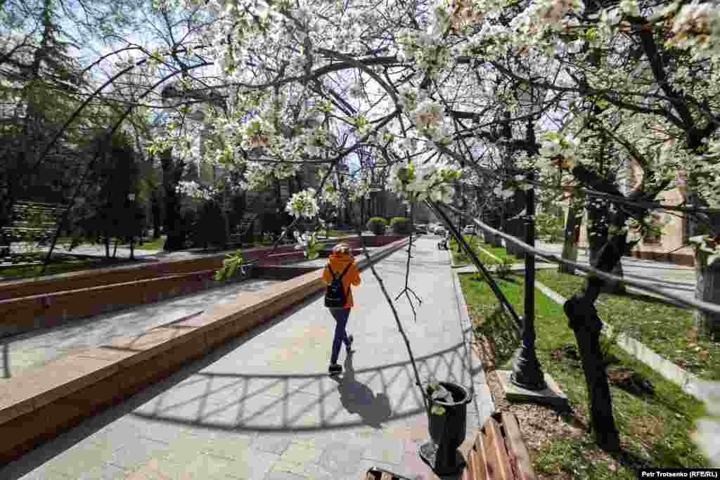 Ал қала көшесінде өрік өте сирек көзге түседі. Суреттегі гүл атқан жеміс ағашы жұрт "алтын квадрат" атап кеткен қаланың орталық бөлігінде өсіп тұр.