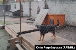 У шелтері прихистили понад 30 тварин переселенців