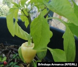 S-au copt ardeiul și roșiile în Pepiniera 1306 plante