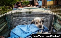 Волонтери евакуйовують собаку із затопленої частини Херсону на 7-й день після знищення Каховської ГЕС. Херсон, 12 червня 2023 року