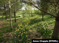 Нарциси в «Добропарку»