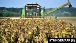 Malim poljoprivrednicima šteta je učinjena več i prije dizanja ovog moratorija, kaže Matija Brlošić. Žetva suncokreta u Slavoniji kod Osijeka, ahrivska fotografija