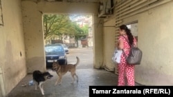 მიუსაფარი ძაღლები საცხოვრებელ კორპუსებთან ზუგდიდში