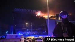 Крокус Сти Холл