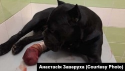 Вася після надання першої медичної допомоги