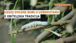 Težak rad iza luksuza: Uzgoj uzbečke svilene bube obiteljska je tradicija