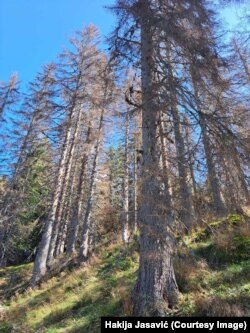 Veliki gubici drvne mase, juni 2024.