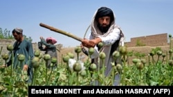 د طالبانو ځواکونه د کوکنارو د کروندو د ویجاړولو پرمهال