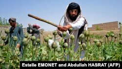 پیش از آغاز دواپاشی مزارع کوکنار طالبان با استفاده از شیوه های معمولی به تخریب کشتزار های کوکنار پرداخته بودند