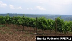 Jedan od vinograda u Srbiji (foto arhiv)