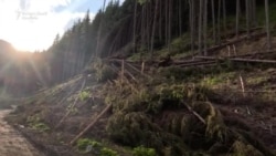 Țară în service| Drumul lemnului - cum ajunge lemnul tăiat ilegal în fabrică