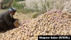 یک کشاورز در هرات حاصلات کچالو را از زمین هایش جمع آوری کرده است. 