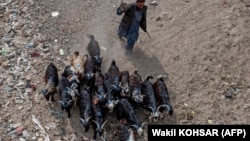 مالداران در ولایات مختلف افغانستان می گویند که در اثر خشکسالی خسارت مالی زیاد برای شان وارد شده است. عکس از آرشیف