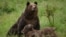 Bear from the Liberty Reservation in Zarnesti, Romania
